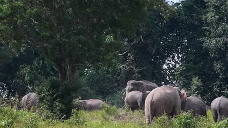 Un-Joven-Cargando-Hacia-Un-Adulto-Juguetonamente-Mientras-El-Grande-Agita-Sus-Orejas-Para-Empujarlo-Hacia-Atrás,-Elefante-Indio,-Elephas-Maximus-Indicus,-Tailandia