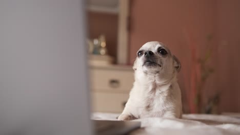 cute white chihuahua dog lying over belly on bed with laptop