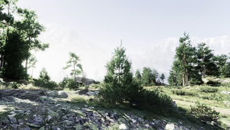 scenic view of mountains and pine trees during a foggy morning