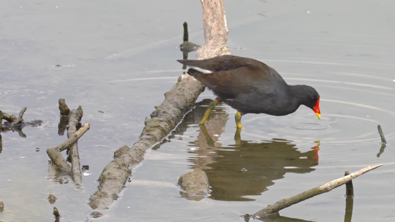 Searching for food on the water's edge