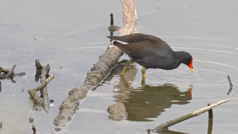 searching for food on the water's edge