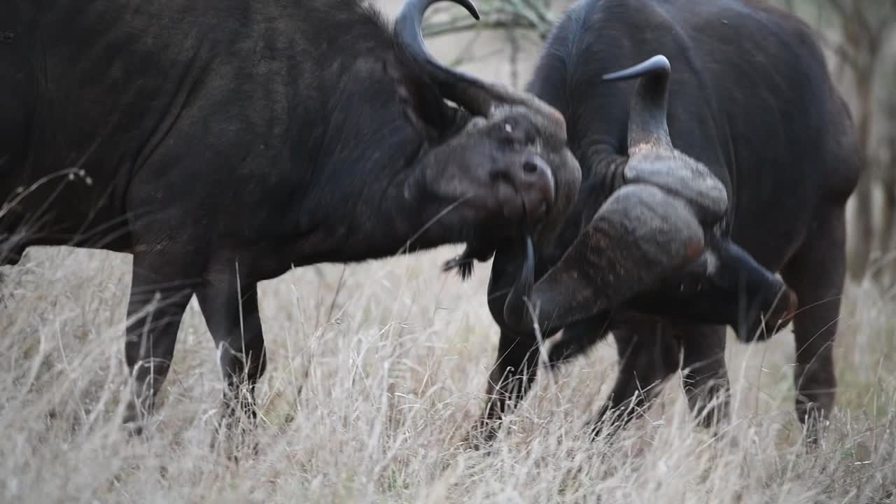 primer plano medio de dos toros de búfalo del cabo chocando cuernos, parque nacional kruger