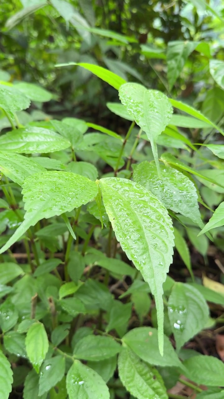 Gocce di rugiada su foglie verdi fresche in una foresta lussureggiante