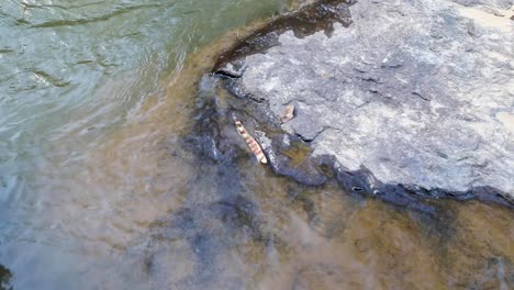 Small-beautiful-river-in-the-middle-of-the-forest-in-Brazil