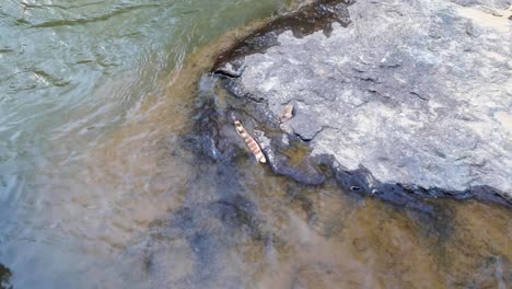 pequeño y hermoso río en medio del bosque en brasil
