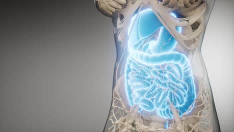 partes y funciones del sistema digestivo humano