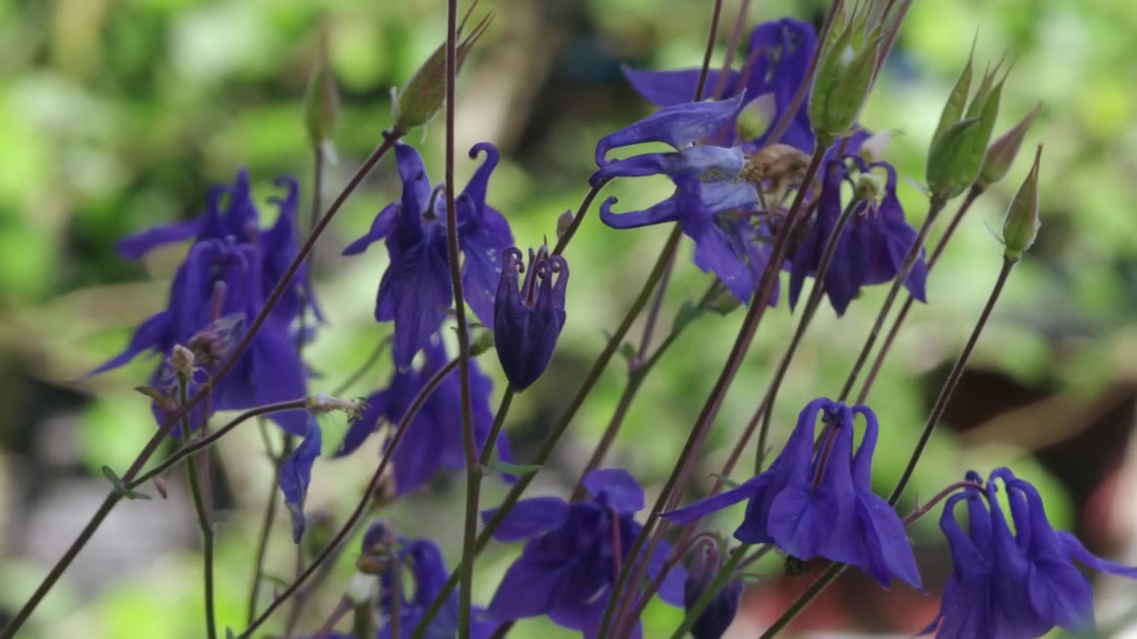 Flores silvestres ao vento