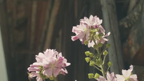 wide shot of honey bee flying from blossom to blossom