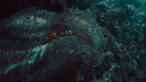 clownfish hiding in sea anemone