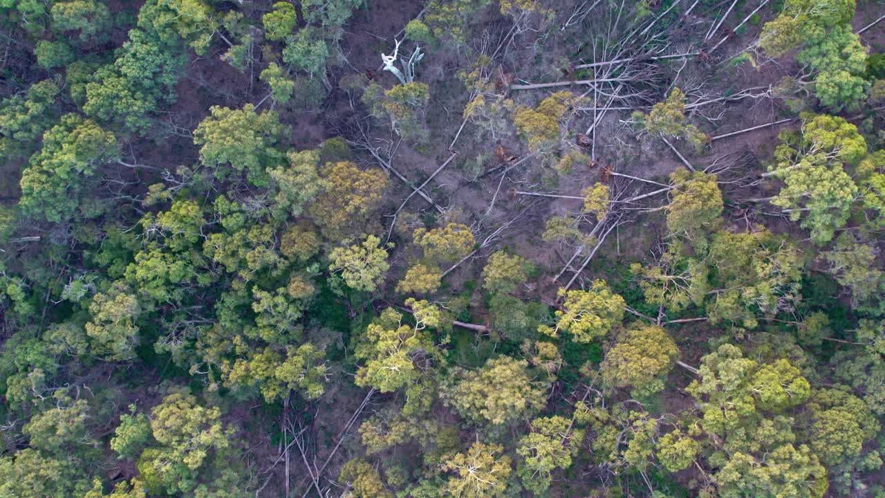 imágenes de drones verticales en movimiento lento del bosque estatal wombat con árboles caídos cerca de lyonville, 9 meses después de una fuerte tormenta el 10 de junio de 2021, victoria, australia