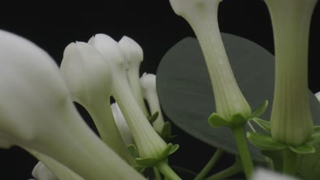 White-flower-buds-against-black-background,-dolly-backward-probe-lens