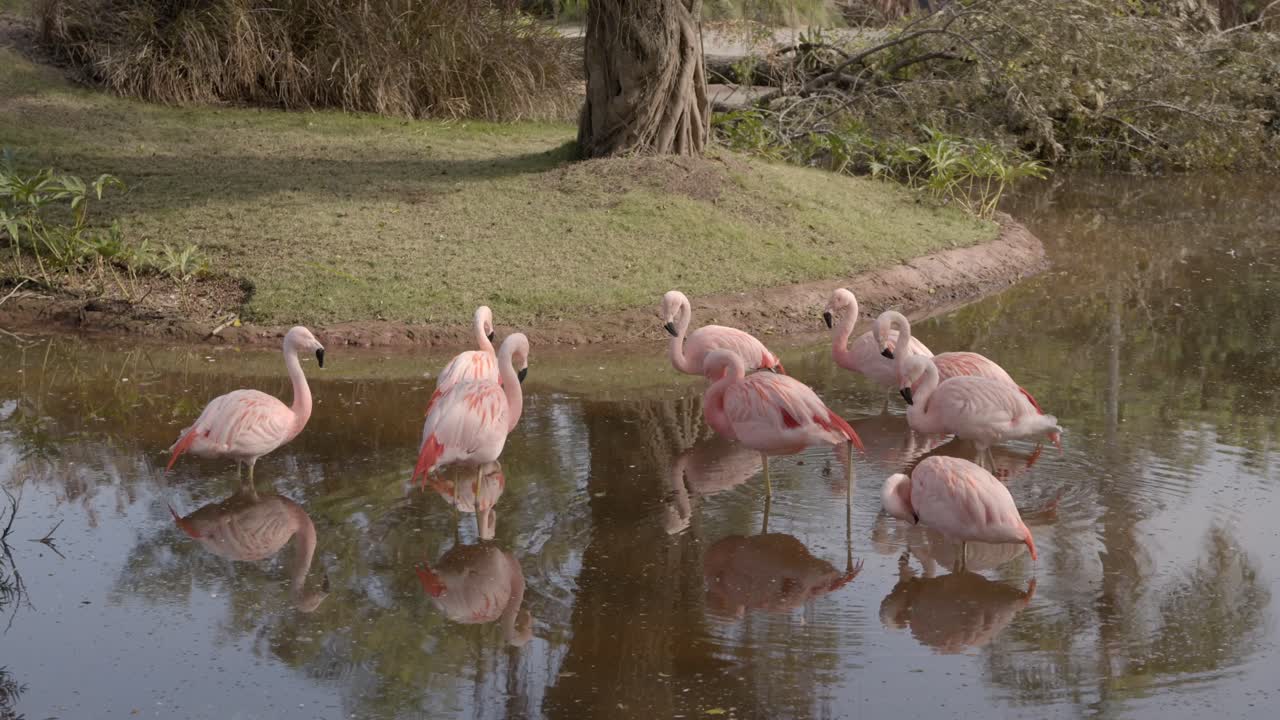 lyserøde chilenske flamingoer med refleksioner gennem en rolig sø