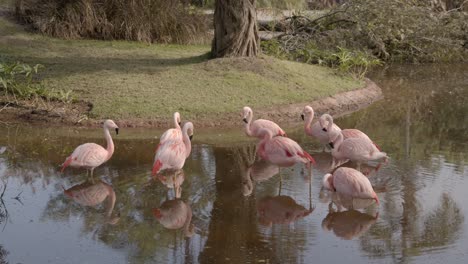 Flamencos-Chilenos-De-Color-Rosa-Brillante-Con-Reflejos-A-Través-Del-Lago-Tranquilo