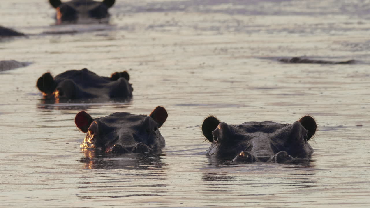 Heads Of Hippos With Bodies Submerged In The Cold Lake Water In Bostwana - Closeup Shot