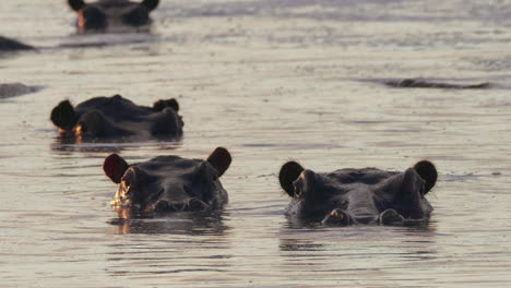 heads of hippos with bodies submerged in the cold lake water in bostwana - closeup shot