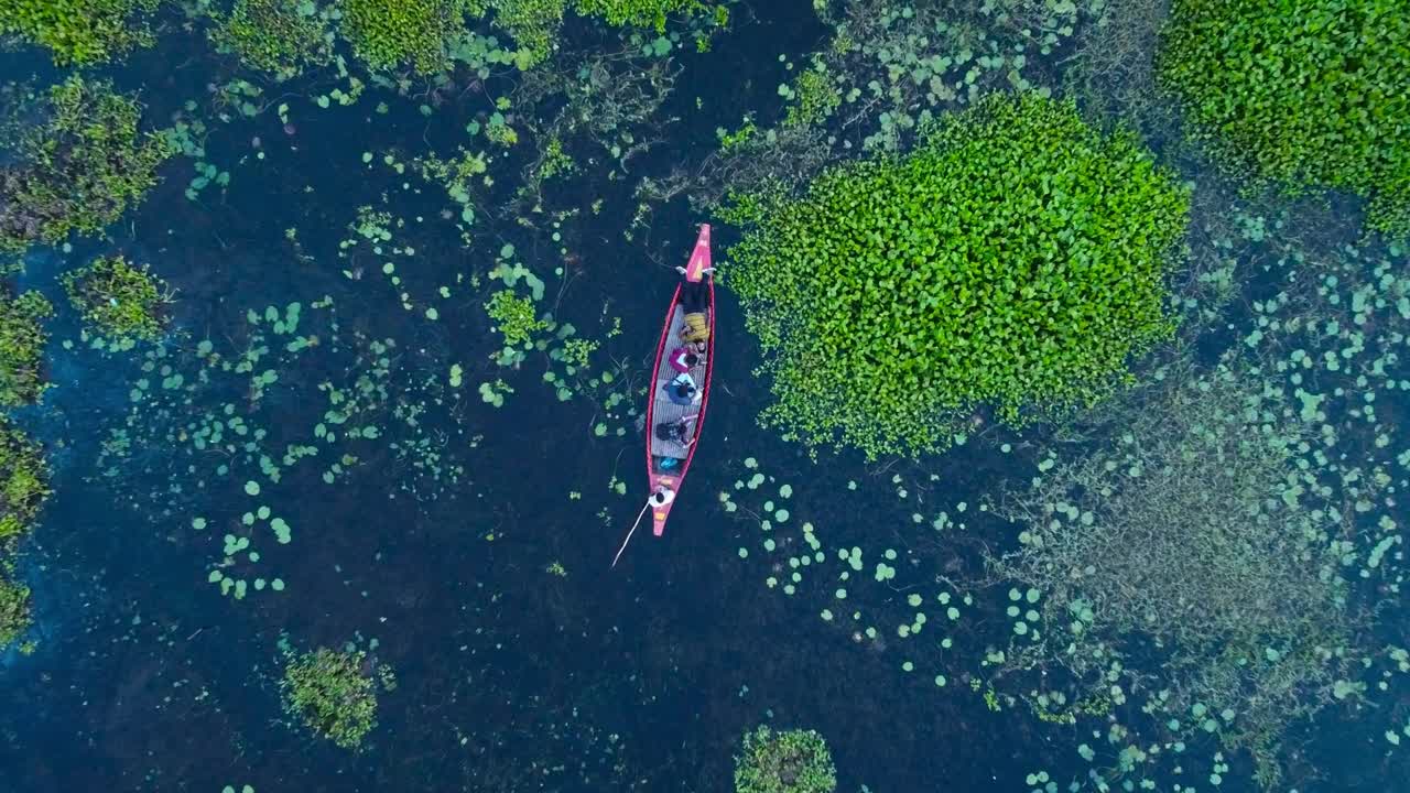 Aerial bird's eye view drone shot of group of Indian men fishing on a dhow canoe boat with beautiful blue lake and green water plants (planktons) on water.