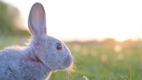 close-up, small gray bunny in green grass. cute rabbit