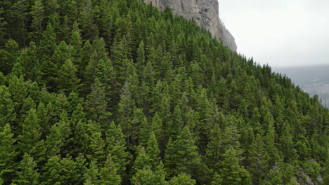 Aerial-View-from-Evergreen-Trees-of-a-Rocky-Mountain-Peak