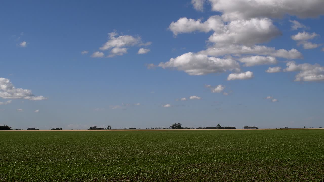 Udsigt over en mark sået med soja på en solrig eftermiddag med enkelte skyer på den blå himmel.