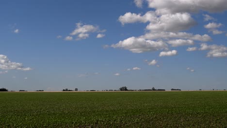 view of a field sown with soy, on a sunny afternoon, with some patches of clouds in the blue sky