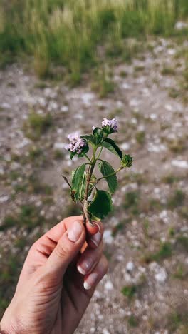 small purple flowers in hand