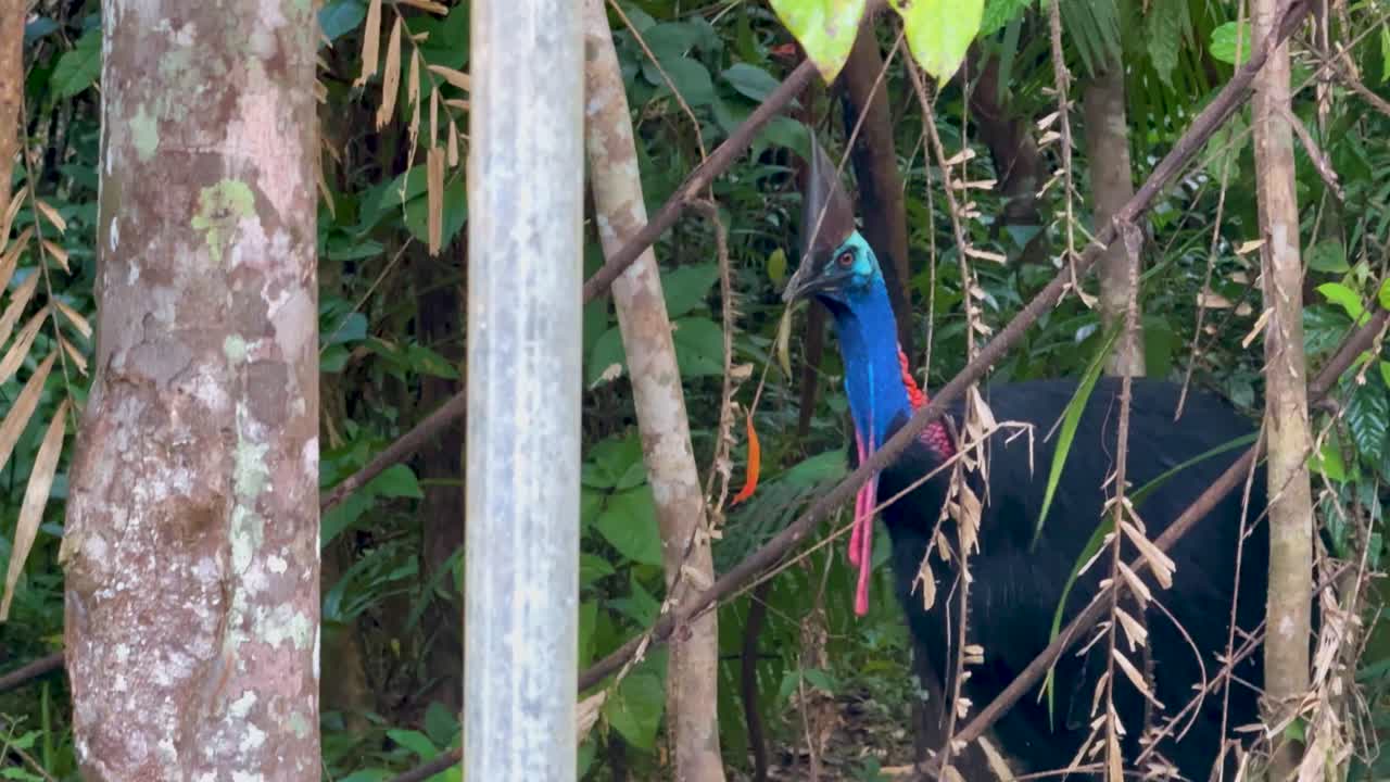 A southern cassowary forages amidst dense rainforest foliage in Port Douglas, Australia. Natural lighting highlights its vibrant plumage