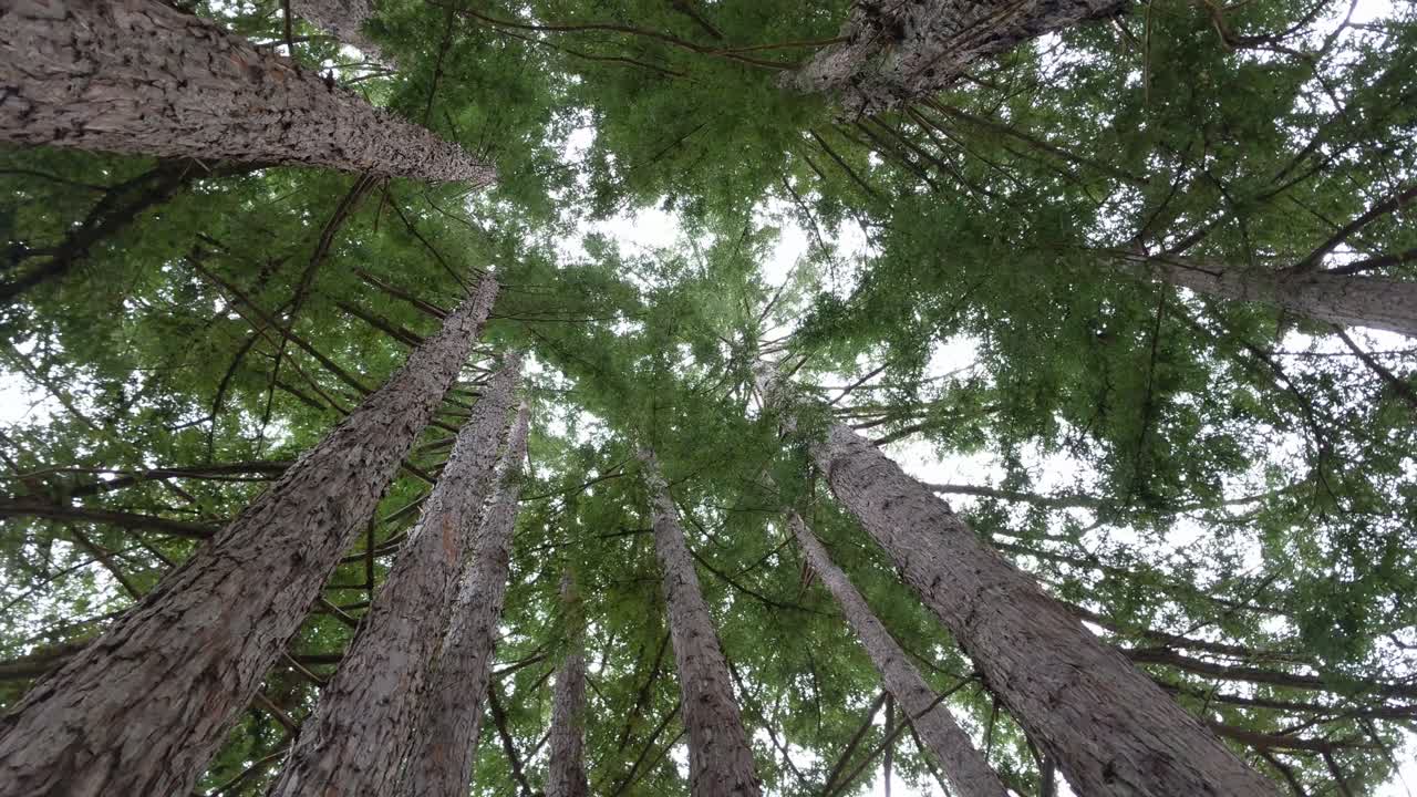 Redwood forest looking up and rotating in 4k