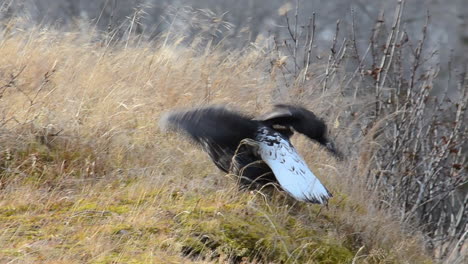 Un-águila-Calva-Caca-Y-Luego-Vuela-En-El-Desierto-De-La-Isla-De-Kodiak-Aalska