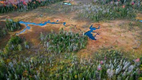 Drone-tilt-down-above-deciduous-trees-with-no-leaves-surrounded-by-vibrant-green-pine-trees-next-to-snaking-river-in-New-Hampshire