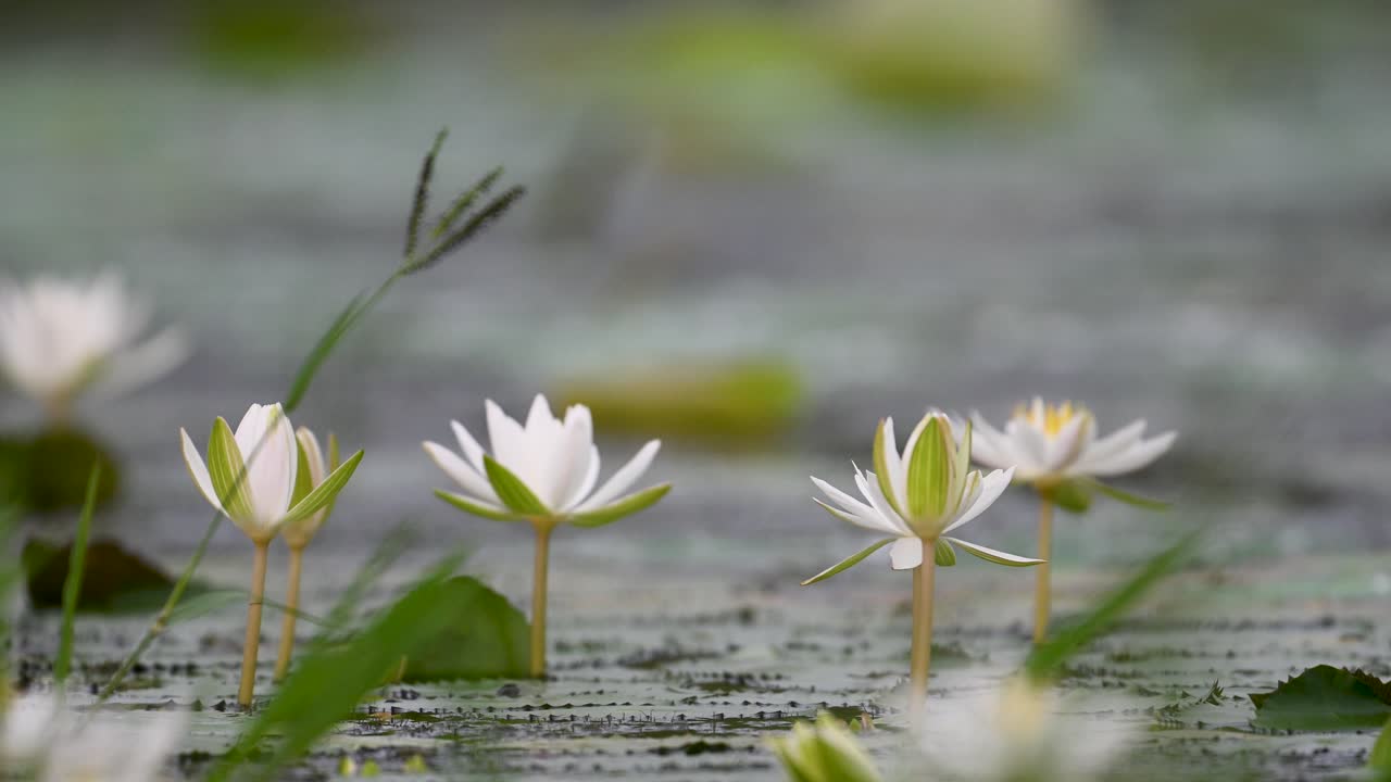 Blooming water lilies decorate pond surface with natural beauty