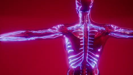 vasos sanguíneos del cuerpo humano