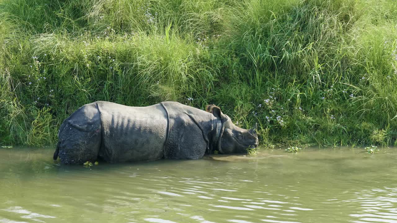el rinoceronte come y nada en el río. parque nacional chitwan en nepal.