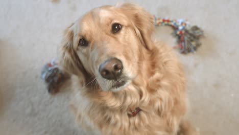 golden retriever mirando hacia arriba emocionado y salta