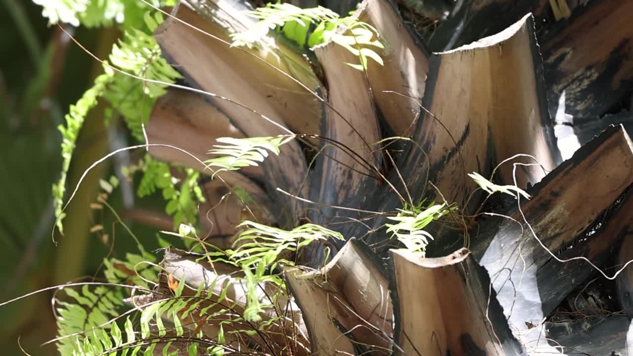 Detailed view of palm fronds intertwined with lush green ferns in natural sunlight.