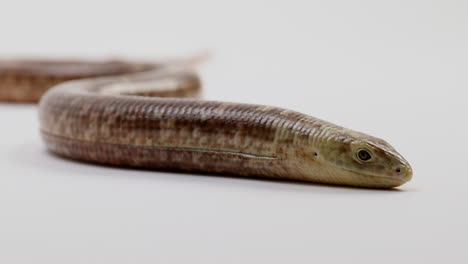 european glass legless lizard - close up on face against white background - breathing