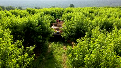 Aerial-view-looking-straight-down,-camera-follows-tractor-with-flatbed-in-peach-orchard-during-the-harvest