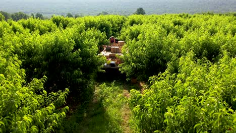aerial view looking straight down, camera follows tractor with flatbed in peach orchard during the harvest