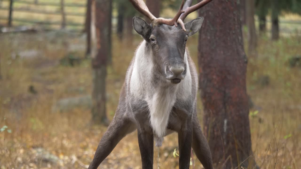 A reindeer standing on its rear legs peeing in a green-dry forest -Natural