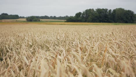 Goldweizen-Oder-Roggen-Bereit-Zur-Ernte,-Wiegend-Im-Wind,-Landwirtschaftliches-Feld,-Schönheit-Der-Landschaft,-Gleichmäßige-Aufnahme