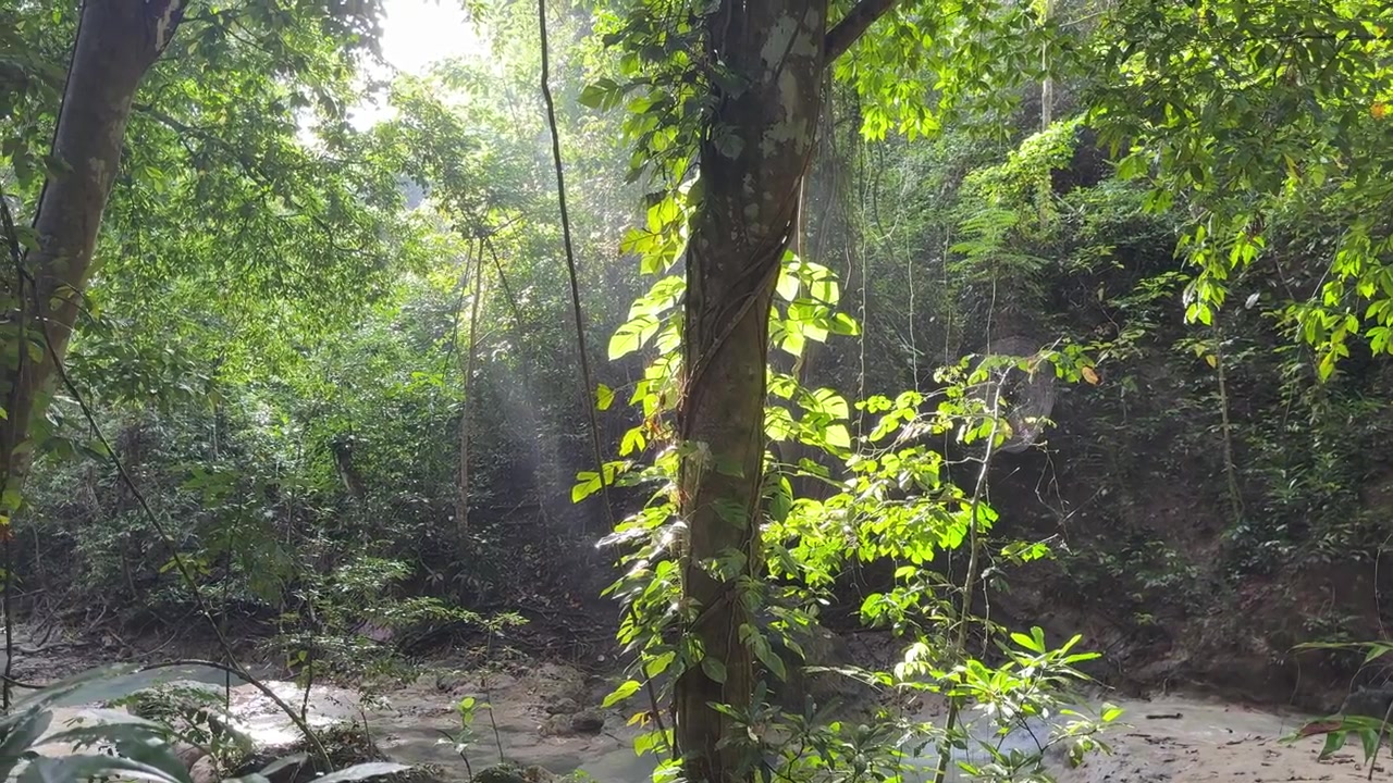 Luce del sole che filtra attraverso una lussureggiante foresta tropicale verde