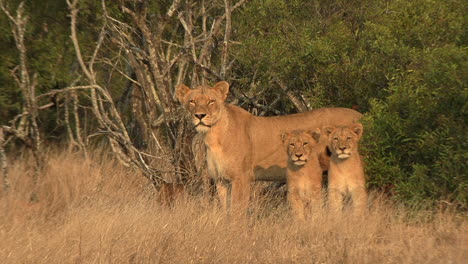 a lioness with her cubs stand in front of the bushes and look into the distance