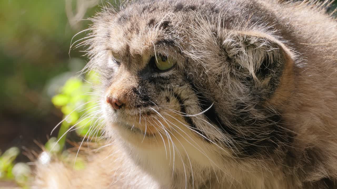 팔라스 고양이 (otokolobus manul) 는 길고 두꺼운 희미한 회색 털을 가진 작은 야생 고양이이며 머리의 에 둥근 귀가 낮습니다.