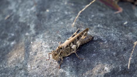 Dissosteira-Carolina,-Saltamontes-De-Carolina,-Langosta-De-Carolina,-Saltamontes-De-Alas-Marrones,-Plumero-De-Camino-Una-Especie-De-Saltamontes-Alado-De-Gran-Banda-Sentado-En-Piedra-Al-Atardecer,-Macro-Vida-Silvestre