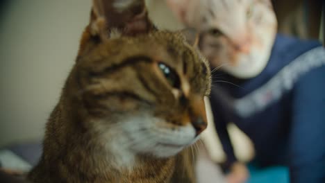 Person-with-cat-face-mask-standing-in-the-background-with-house-cat-in-front