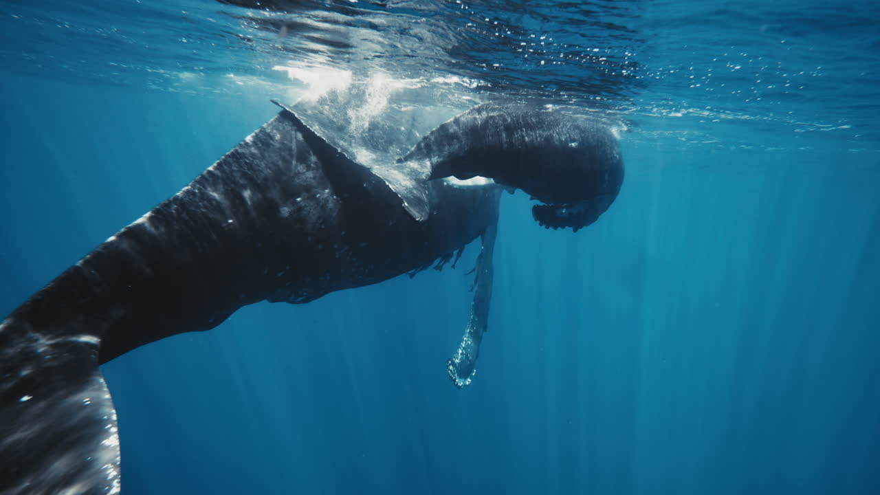 Single whale arcs upward slightly, body catching highlights from shifting surface light
