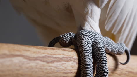 close-up of a cockatoo's foot