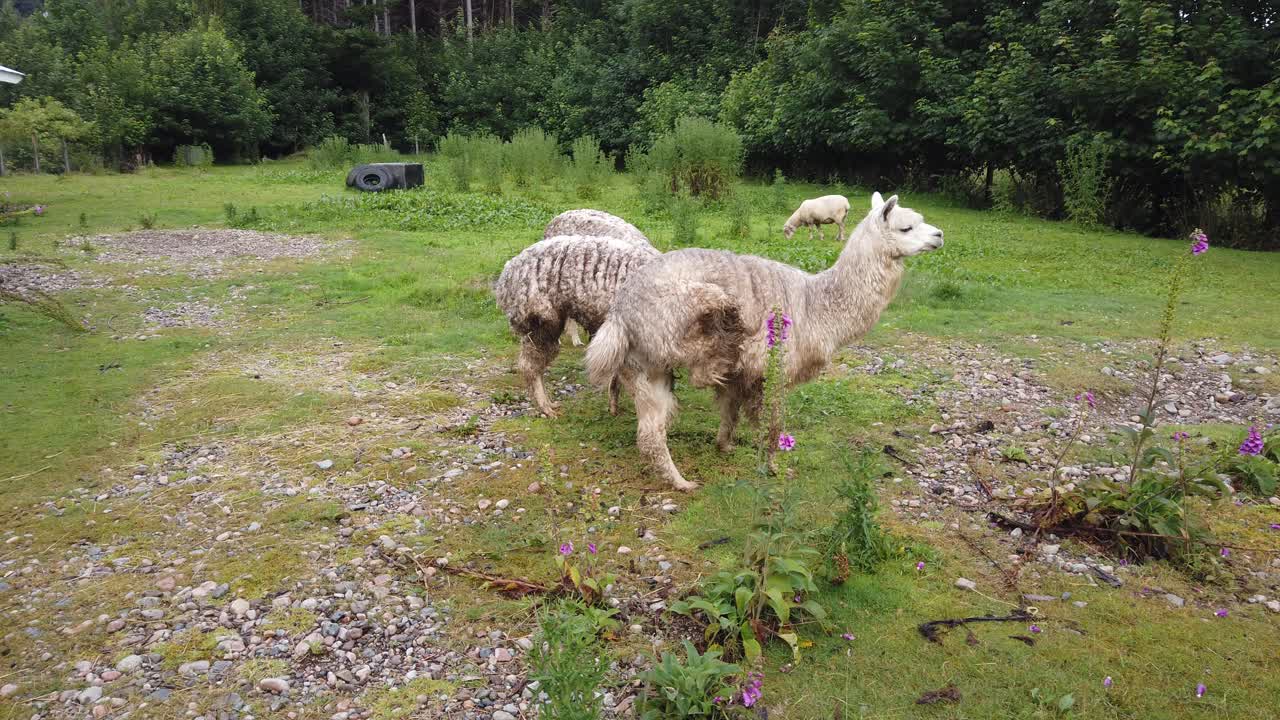 Two llamas playing outside in a grassy field in southern Chile.