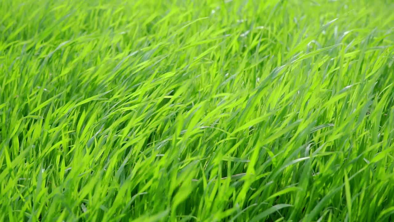 Slow-motion, close-up of green grass in a garden under a breeze
