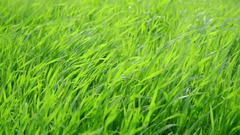 slow-motion, close-up of green grass in a garden under a breeze