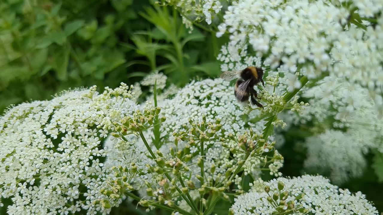 Un bombo si arrampica su un fiore bianco, poi vola via, primo piano